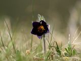 Anemone (10)